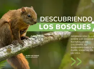 Descubriendo los bosques 7