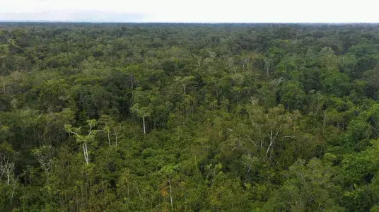Proyecto Bosques para la Vida