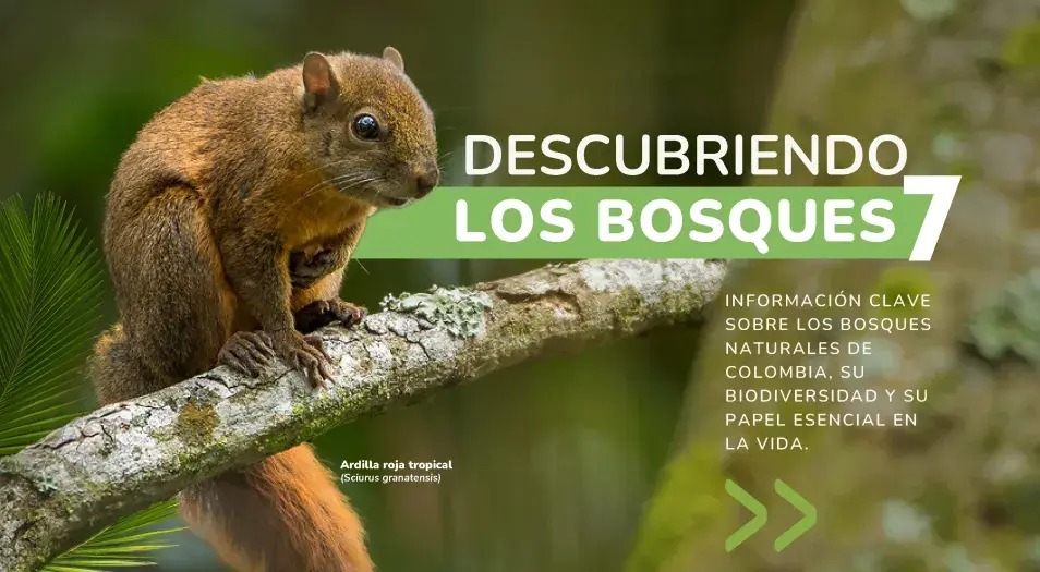 Descubriendo los bosques 7