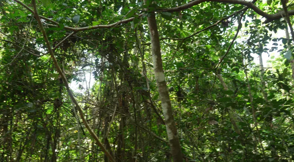 Colombia refuerza la transparencia y el conocimiento abierto de sus bosques con apoyo de la FAO. Foto: Johan Luna Ideam.