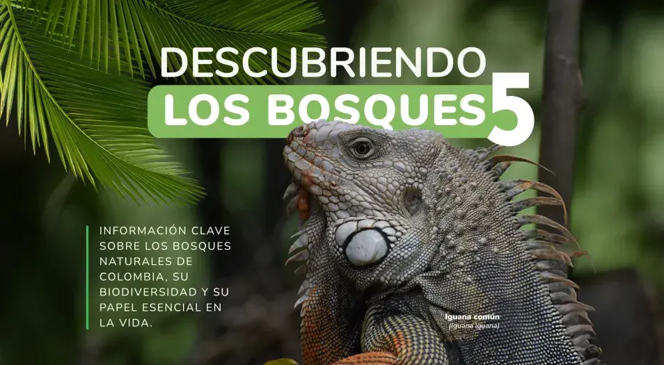 Ideam descubriendo los bosques 5