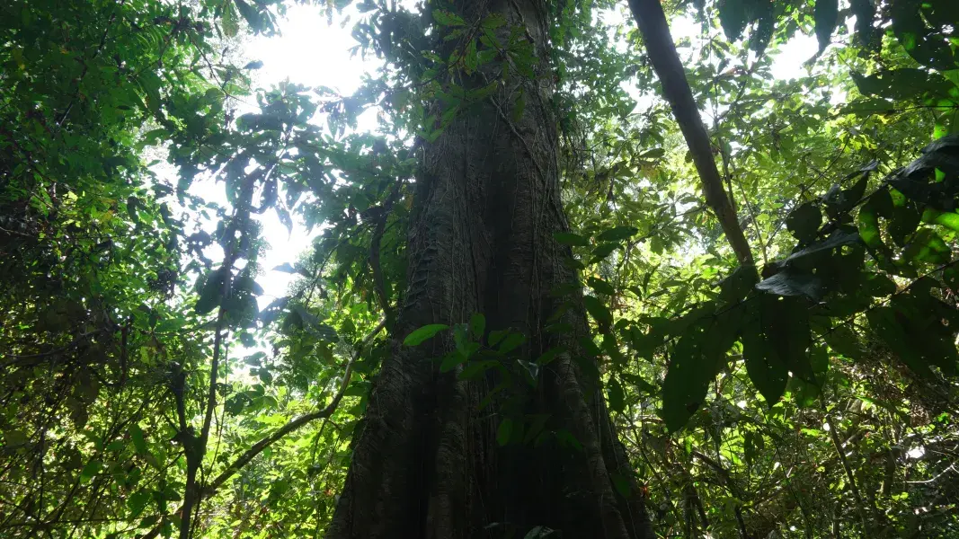 Amazonas 1